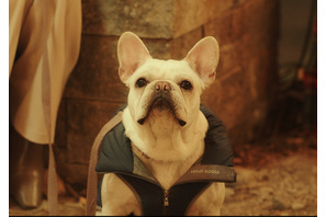 チャーミングな犬たちが登場人物を紹介！『DOG DAYS』キャラクタートレーラー解禁 画像