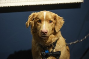 犬視点のホラー映画『GOOD BOY』の主演犬・インディがアストラ映画賞受賞 イーサン・ホーク、サリー・ホーキンスら退け「動物」として初の快挙 画像