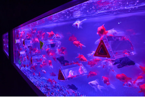 金魚が映す“夏の涼”　「アートアクアリウム2013」開催 画像