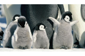 『皇帝ペンギン』レビュー 画像