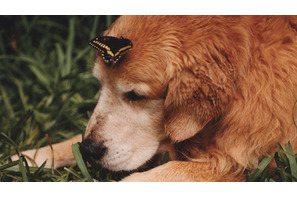 『トゥルーへの手紙』レビュー 画像