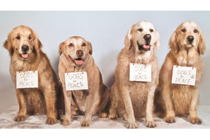 『トゥルーへの手紙』レビュー 画像