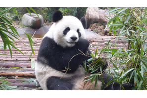 パンダの見事な食べっぷりに癒される　『パンダフルライフ』の貴重な特別映像が到着！