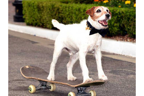 『アーティスト』の名演で知られる俳優犬・アギー、13歳で亡くなる