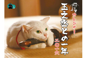 『猫侍』白い美猫・玉之丞の萌えまくる初カレンダー発売決定！