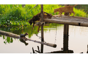 ミャンマー、湖上で暮らすネコ家族に試練が…『劇場版 岩合光昭の世界ネコ歩き』本編映像