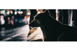 宇宙空間に出た初の生物、ライカの霊が地球に…？ ドキュメンタリー『犬は歌わない』予告編