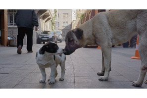 街に溶け込み、自由に駆け回る犬たち『ストレイ 犬が見た世界』本編冒頭映像