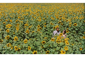 いまこそ見るべき戦争と悲恋の物語『ひまわり』緊急上映急速拡大中