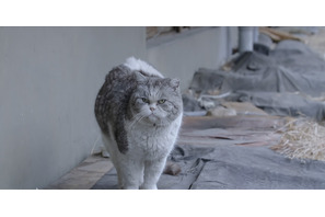 個性豊かな猫たち捉える『猫たちのアパートメント』場面写真 公開日は12月23日に