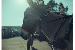 主人公の瞳に映るものとは…アカデミー賞ノミネート『EO イーオー』場面写真公開