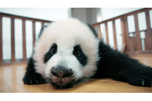 上野動物園のパンダはどこへ…中国ドキュメンタリー『パンダのすごい世界』予告編