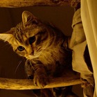 主人公の悲しみに寄り添う…キジトラ猫の“演技”とらえた『ルー、パリで生まれた猫』本編映像 画像