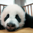 上野動物園のパンダはどこへ…中国ドキュメンタリー『パンダのすごい世界』予告編 画像