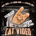 ネコ動画の祭典『CatVideoFest』日本初上映、チケット収益の一部は保護団体へ寄付 画像