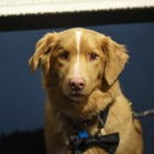 犬視点のホラー映画『GOOD BOY』の主演犬・インディがアストラ映画賞受賞 イーサン・ホーク、サリー・ホーキンスら退け「動物」として初の快挙 画像