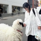 6月に出産予定の『太陽を抱く月』女優ナム・ボラ、道で出会った羊との2ショットを公開【PHOTO】 画像