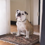 “愛すべき”俳優犬・ネリー、ブチャかわ独占写真＆映像公開！『パターソン』 画像