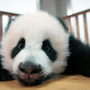 上野動物園のパンダはどこへ…中国ドキュメンタリー『パンダのすごい世界』予告編 画像