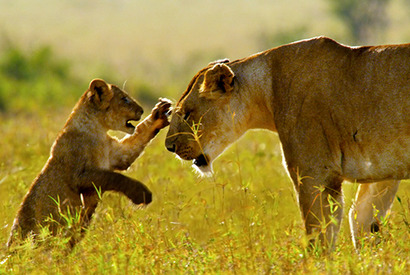激カワで萌え！　大自然で生きる赤ちゃん動物たちに注目…映画『ネイチャー』 画像