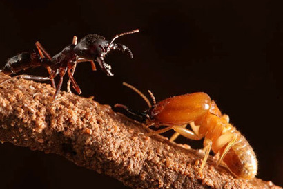 「エイリアンチックな映像が撮れて良かった」『バグズ・ワールド』カルデロン監督 画像