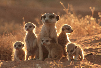 元気になれる動物映画vol.2　家族愛と勇気に涙！　カラハリ砂漠の小さな勇者 画像