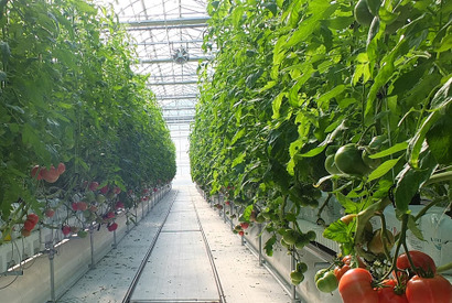 【ディズニー】パークに供給する野菜農園を山梨県に設立！ 画像