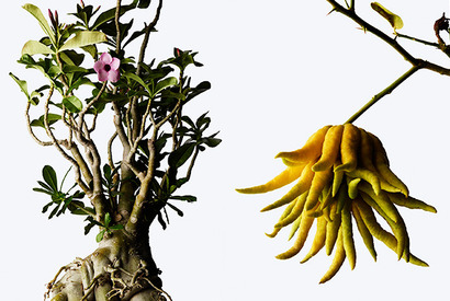 ”プラントハンター”による希少な植物園「ウルトラ植物博覧会」が銀座で開催 画像