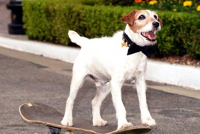 『アーティスト』の名演で知られる俳優犬・アギー、13歳で亡くなる 画像