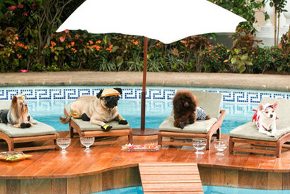 【G.W.は何を観る？】単なる犬ドラマと侮るなかれ『ビバリーヒルズ・チワワ』 画像