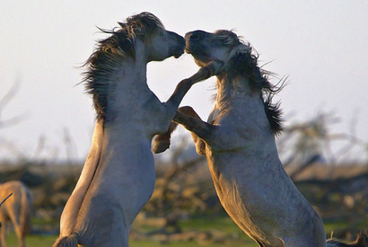 【ご招待】ゲスト登壇『シーズンズ 2万年の地球旅行』試写会に10組20名様 画像