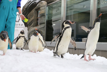ペンギンをより身近に…「仙台うみの杜水族館」にて「ペンギン祭り」開催 画像