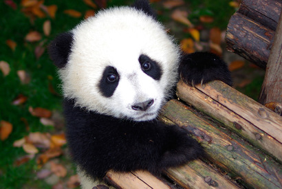 【プレゼント】「ぱんだぴあ日記～ユルふわパンダがいっぱい！～」オリジナルカレンダーを5名様 画像