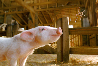 12月23日公開『シャーロットのおくりもの』予告編クイズキャンペーン実施中 画像