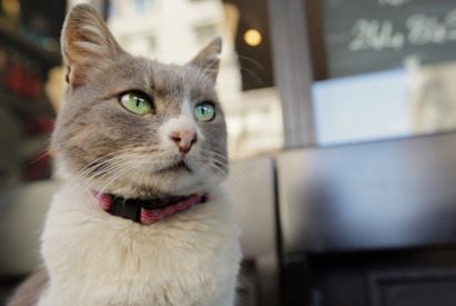 【ご招待】『猫が教えてくれたこと』トークショー付き試写会に20組40名様 画像