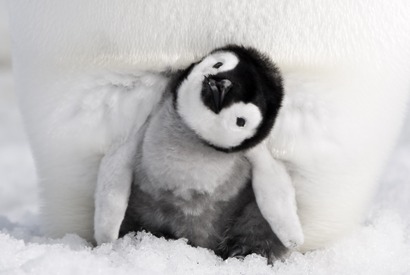 ヒナたちのフワフワ綿毛がたまらない！『皇帝ペンギン ただいま』場面写真を独占公開 画像