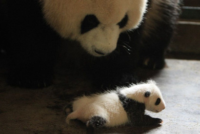パンダの悩みに多くの母親が共感！『51（ウーイー）』親子試写会アンケート発表 画像