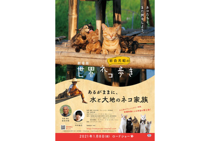 中村倫也がナレーションを担当！劇場版第2弾『岩合光昭の世界ネコ歩き』公開 画像