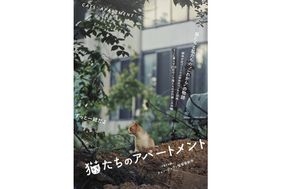 『子猫をお願い』女性監督がとらえた250匹の猫の“お引越し”『猫たちのアパートメント』公開 画像