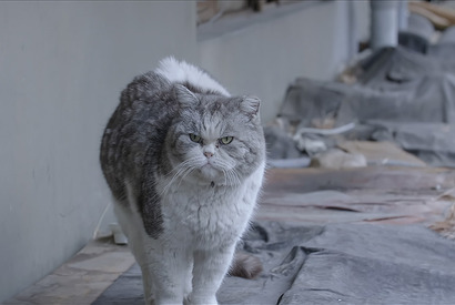 個性豊かな猫たち捉える『猫たちのアパートメント』場面写真 公開日は12月23日に 画像