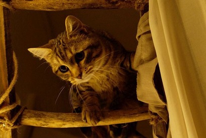 主人公の悲しみに寄り添う…キジトラ猫の“演技”とらえた『ルー、パリで生まれた猫』本編映像 画像