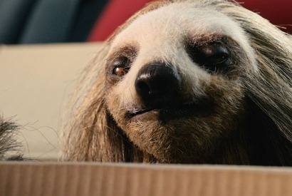 ナマケモノがSNSをチェック？『キラー・ナマケモノ』本編映像 監督インタビューも到着 画像