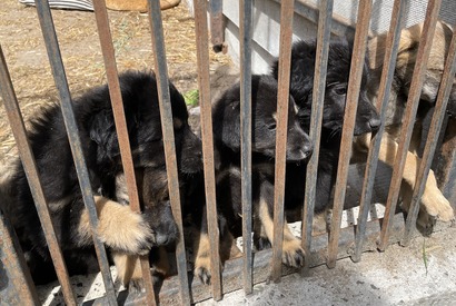 『犬と戦争　ウクライナで私が見たこと』山田あかね監督が明かす“悲劇”の特別映像 画像