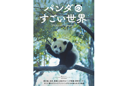 ジャイアントパンダの一生に迫るドキュメンタリー『パンダのすごい世界』2026年2月6日公開 画像