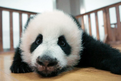 上野動物園のパンダはどこへ…中国ドキュメンタリー『パンダのすごい世界』予告編 画像