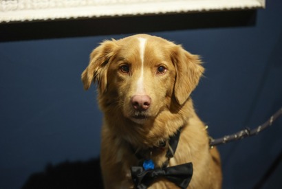 犬視点のホラー映画『GOOD BOY』の主演犬・インディがアストラ映画賞受賞 イーサン・ホーク、サリー・ホーキンスら退け「動物」として初の快挙 画像