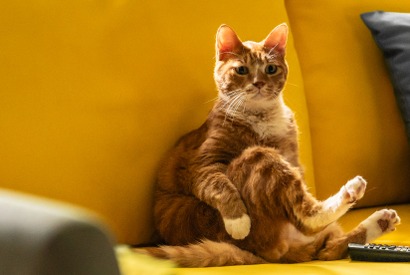 オーディションで選ばれた猫・エヨンのキュートな姿捉える『世界で最後の愛しい娘！』場面写真＆メイキング写真 画像