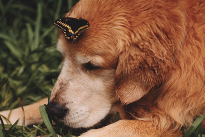 芸術の秋。映像のアートに浸る vol.1　犬と一緒に「The True Store and Gallery」へ 画像