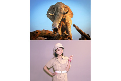 東宝シンデレラガール・上白石萌歌、砂漠のトカゲを命名！『ネイチャー』 画像