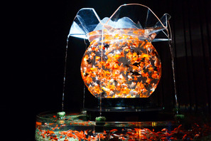 約5,000匹の金魚が織りなす幻想的なアートアクアリウム、今年も日本橋にて開催 画像